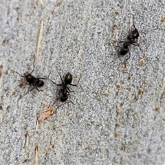 Iridomyrmex sp. (genus) (Ant) at Wodonga, VIC - 21 Sep 2024 by KylieWaldon