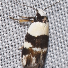 Zonopetala decisana (Wingia Group) at Sheldon, QLD - 8 Mar 2024 by PJH123