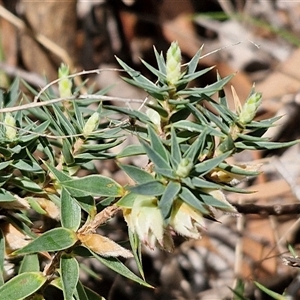 Melichrus urceolatus at Boorowa, NSW - 21 Sep 2024