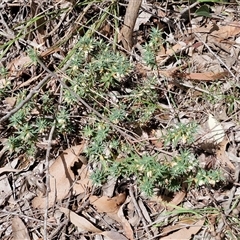 Melichrus urceolatus at Boorowa, NSW - 21 Sep 2024