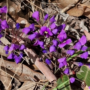 Hardenbergia violacea at Boorowa, NSW - 21 Sep 2024 12:40 PM