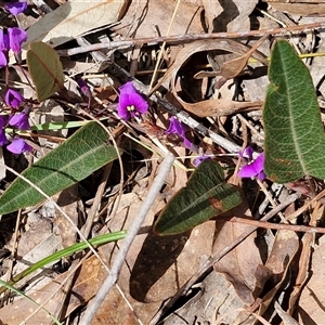 Hardenbergia violacea at Boorowa, NSW - 21 Sep 2024 12:40 PM