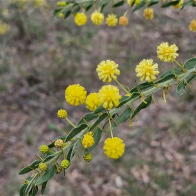 Acacia paradoxa (Kangaroo Thorn) at Boorowa, NSW - 21 Sep 2024 by trevorpreston