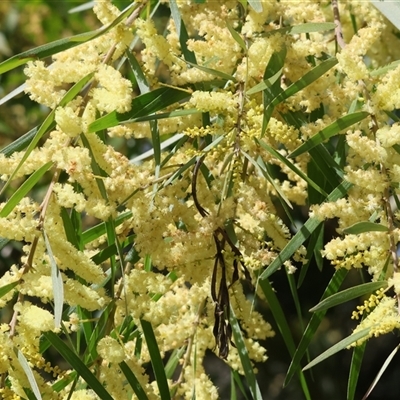 Acacia longifolia subsp. longifolia (Sydney Golden Wattle) at Wodonga, VIC - 21 Sep 2024 by KylieWaldon