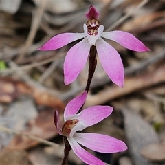 Caladenia fuscata (Dusky Fingers) at Boorowa, NSW - 21 Sep 2024 by trevorpreston