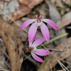 Caladenia fuscata at Boorowa, NSW - suppressed