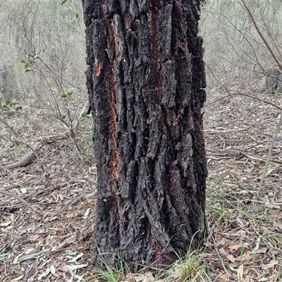 Eucalyptus sideroxylon subsp. sideroxylon (Mugga Ironbark or Red Ironbark) at Taylors Flat, NSW - 21 Sep 2024 by trevorpreston