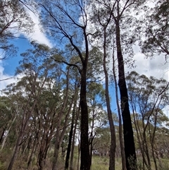 Eucalyptus sideroxylon subsp. sideroxylon at Taylors Flat, NSW - 21 Sep 2024 11:57 AM