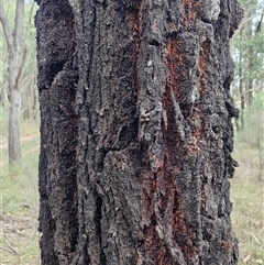 Eucalyptus sideroxylon subsp. sideroxylon at Taylors Flat, NSW - 21 Sep 2024 11:57 AM