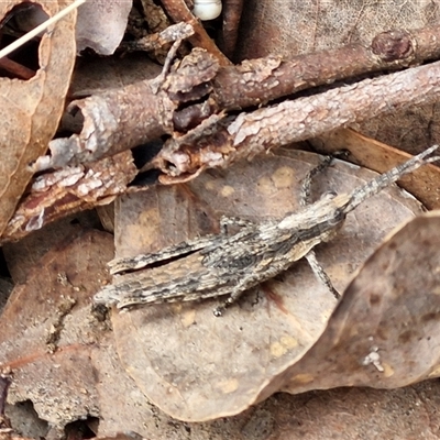 Coryphistes ruricola (Bark-mimicking Grasshopper) at Taylors Flat, NSW - 21 Sep 2024 by trevorpreston