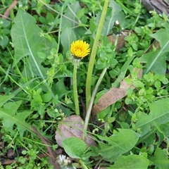 Sonchus oleraceus at Wodonga, VIC - 21 Sep 2024 by KylieWaldon