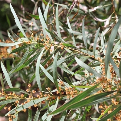 Acacia rubida (Red-stemmed Wattle, Red-leaved Wattle) at Wodonga, VIC - 21 Sep 2024 by KylieWaldon