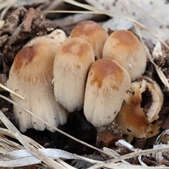 Coprinellus micaceus group at Wodonga, VIC - 21 Sep 2024 by KylieWaldon