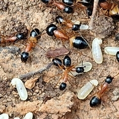 Camponotus consobrinus (Banded sugar ant) at Taylors Flat, NSW - 25 Sep 2024 by trevorpreston