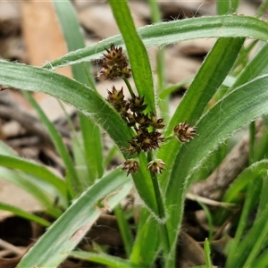 Luzula densiflora at Taylors Flat, NSW - 21 Sep 2024