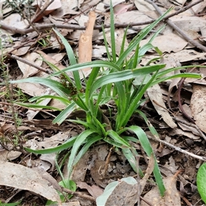 Luzula densiflora at Taylors Flat, NSW - 21 Sep 2024