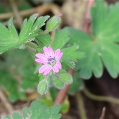 Geranium sp. at Wodonga, VIC - 21 Sep 2024 by KylieWaldon