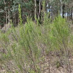 Cassinia sifton (Sifton Bush, Chinese Shrub) at Taylors Flat, NSW - 21 Sep 2024 by trevorpreston