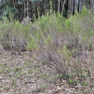 Cassinia sifton at Taylors Flat, NSW - 21 Sep 2024 11:49 AM