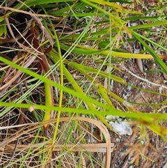 Philydrum lanuginosum at Mitchell Plateau, WA - 21 Sep 2024 02:21 PM