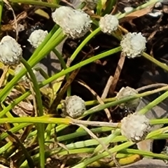 Unverified Other Wildflower or Herb at Mitchell Plateau, WA - 21 Sep 2024 by Mike
