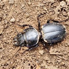 Carenum sp. (genus) (Predatory ground beetle) at Taylors Flat, NSW - 21 Sep 2024 by trevorpreston