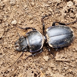 Carenum sp. (genus) at Taylors Flat, NSW - 21 Sep 2024