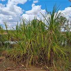Pandanus (genus) at Mitchell Plateau, WA - 21 Sep 2024 by Mike