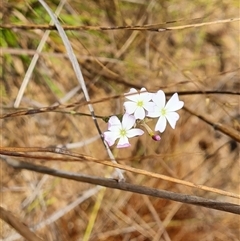 Unidentified Other Wildflower or Herb at Mitchell Plateau, WA - 21 Sep 2024 by Mike