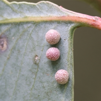 Glycaspis sp. (genus) at Wodonga, VIC - 21 Sep 2024 by KylieWaldon