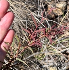 Acacia siculiformis (Dagger Wattle) at Rendezvous Creek, ACT - 20 Sep 2024 by JimL