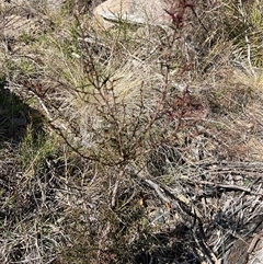 Acacia siculiformis at Rendezvous Creek, ACT - 21 Sep 2024