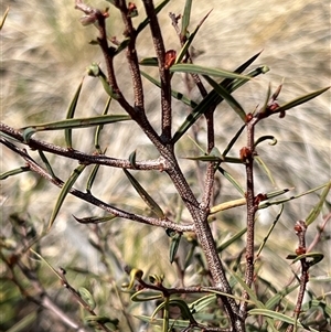 Acacia siculiformis at Rendezvous Creek, ACT - 21 Sep 2024