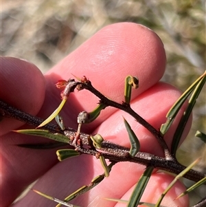 Acacia siculiformis at Rendezvous Creek, ACT - 21 Sep 2024