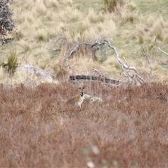 Notamacropus rufogriseus (Red-necked Wallaby) at Rendezvous Creek, ACT - 21 Sep 2024 by JimL