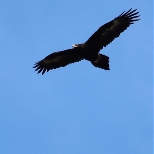 Aquila audax at Rendezvous Creek, ACT - suppressed