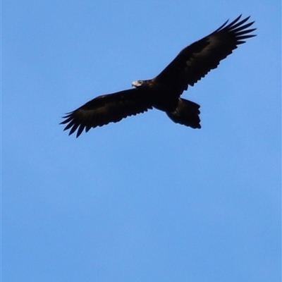 Aquila audax (Wedge-tailed Eagle) at Rendezvous Creek, ACT - 21 Sep 2024 by JimL