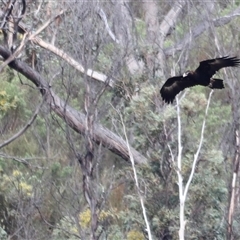 Aquila audax at Rendezvous Creek, ACT - suppressed