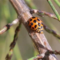 Harmonia conformis (Common Spotted Ladybird) at Wodonga, VIC - 21 Sep 2024 by KylieWaldon