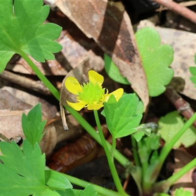 Ranunculus repens at Wodonga, VIC - 21 Sep 2024 by KylieWaldon