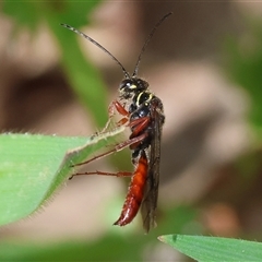 Unidentified Flower wasp (Scoliidae or Tiphiidae) at Wodonga, VIC - 21 Sep 2024 by KylieWaldon