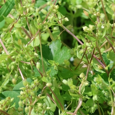 Galium gaudichaudii at Wodonga, VIC - 21 Sep 2024 by KylieWaldon