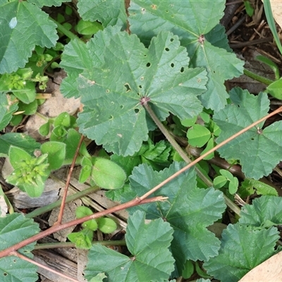 Malva parviflora (Little Mallow) at Wodonga, VIC - 21 Sep 2024 by KylieWaldon