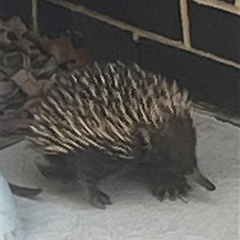 Tachyglossus aculeatus (Short-beaked Echidna) at Garran, ACT - 18 Sep 2024 by Medha