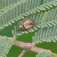 Araneus hamiltoni at Wodonga, VIC - 21 Sep 2024 by KylieWaldon