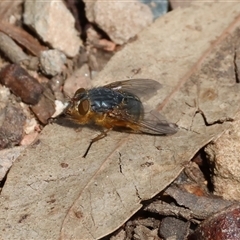 Calliphora vicina (European bluebottle) at Wodonga, VIC - 21 Sep 2024 by KylieWaldon