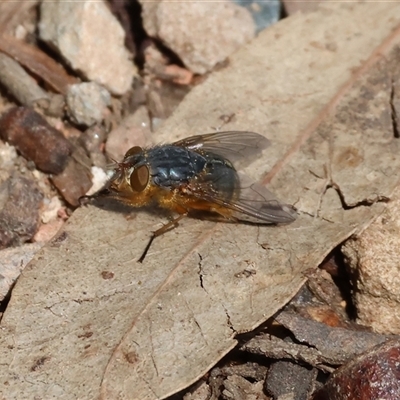 Calliphora vicina (European bluebottle) at Wodonga, VIC - 21 Sep 2024 by KylieWaldon