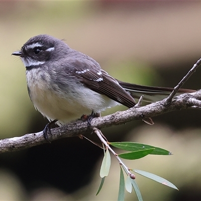 Rhipidura albiscapa (Grey Fantail) at Wodonga, VIC - 21 Sep 2024 by KylieWaldon