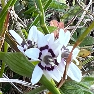 Wurmbea dioica subsp. dioica at Murrumbateman, NSW - 21 Sep 2024 01:24 PM