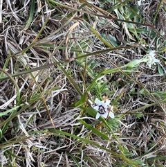 Wurmbea dioica subsp. dioica at Murrumbateman, NSW - 21 Sep 2024 01:24 PM